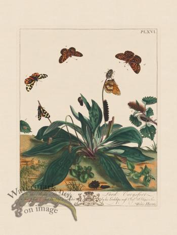 Moses Harris Insects 16